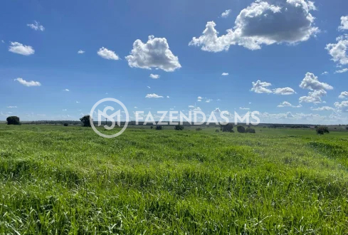 fazenda 3 (3)