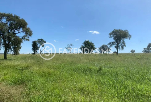 fazenda 3 (6)