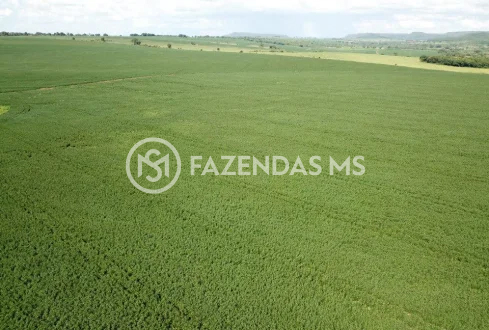 fazenda 4 (5)