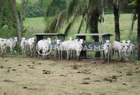 fazenda 5 (1)