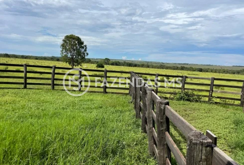 fazenda 5 (1)