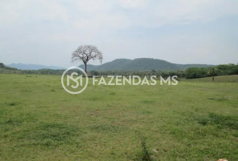 fazenda 5 (2)