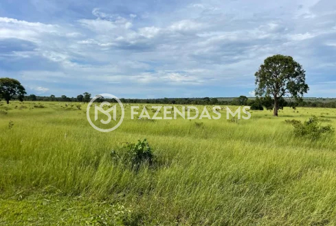 fazenda 5 (2)