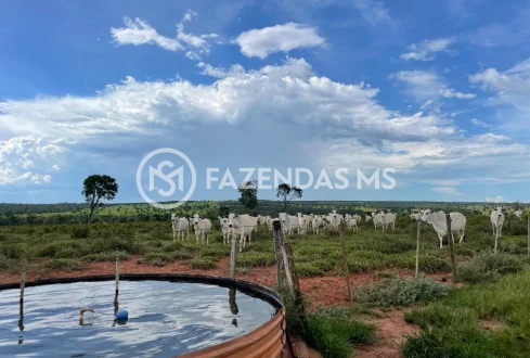 fazenda 5 (3)