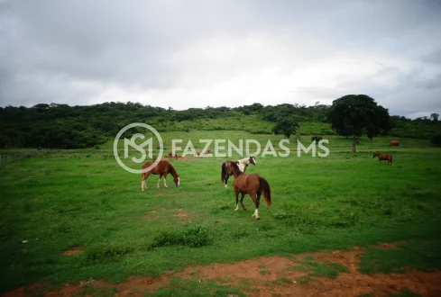 fazenda 5 (4)
