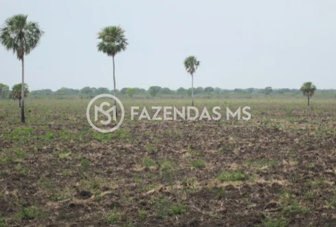 fazenda 5 (7)