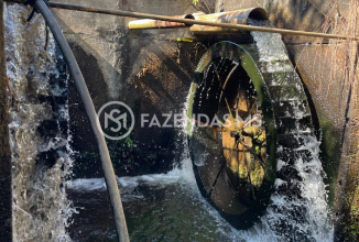 figueirao (1)